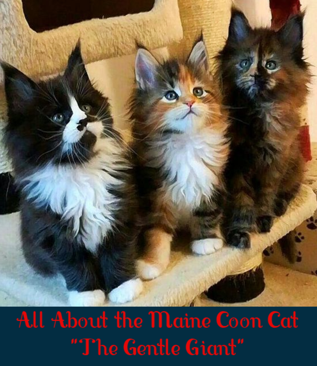 All About the Maine Coon Cat - 