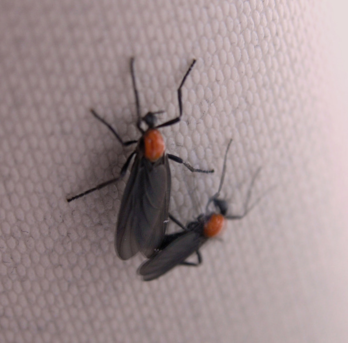 A typical Pair of mating Love Bugs. 