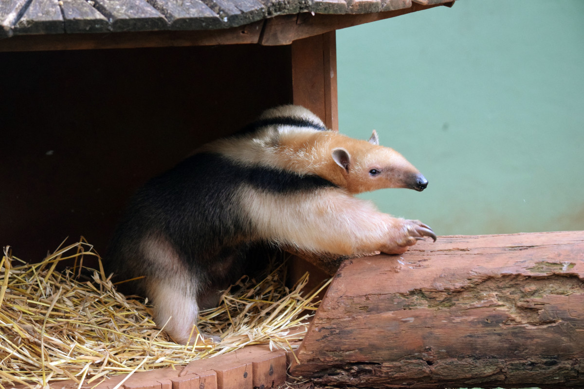 Tamandua are also known as anteaters.