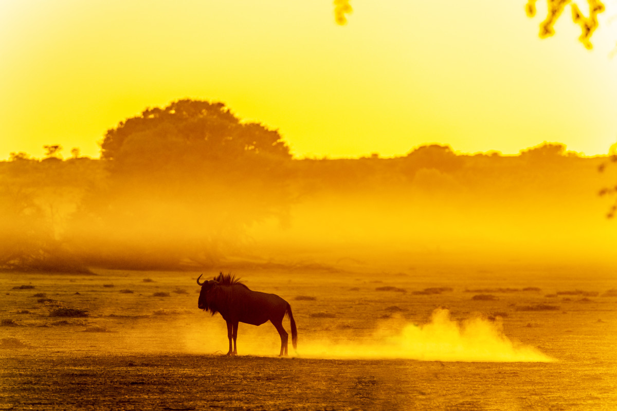 A blue wildebeest or gnu walking in the Ayoub river bed in the Kalahari desert at dawn.
