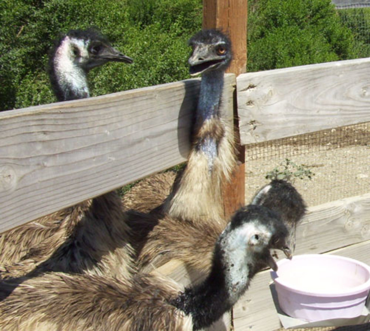 The emu is part of a family of flightless birds called ratites