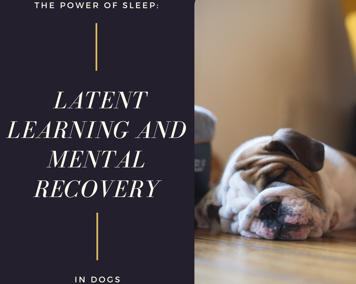 The Power of Sleep: Latent Learning and Mental Recovery in Dogs
