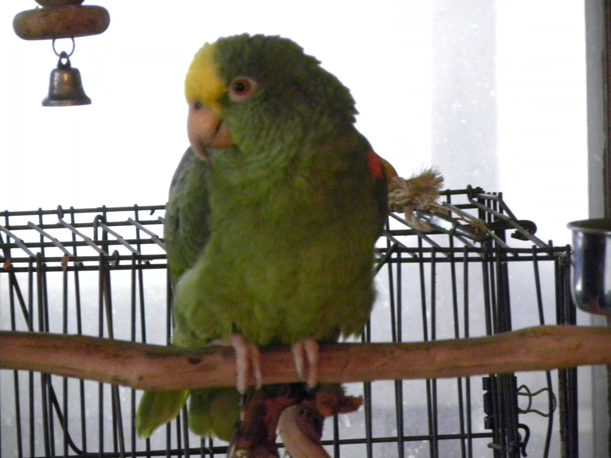 Turkey, a Yellow-headed Amazon parrot