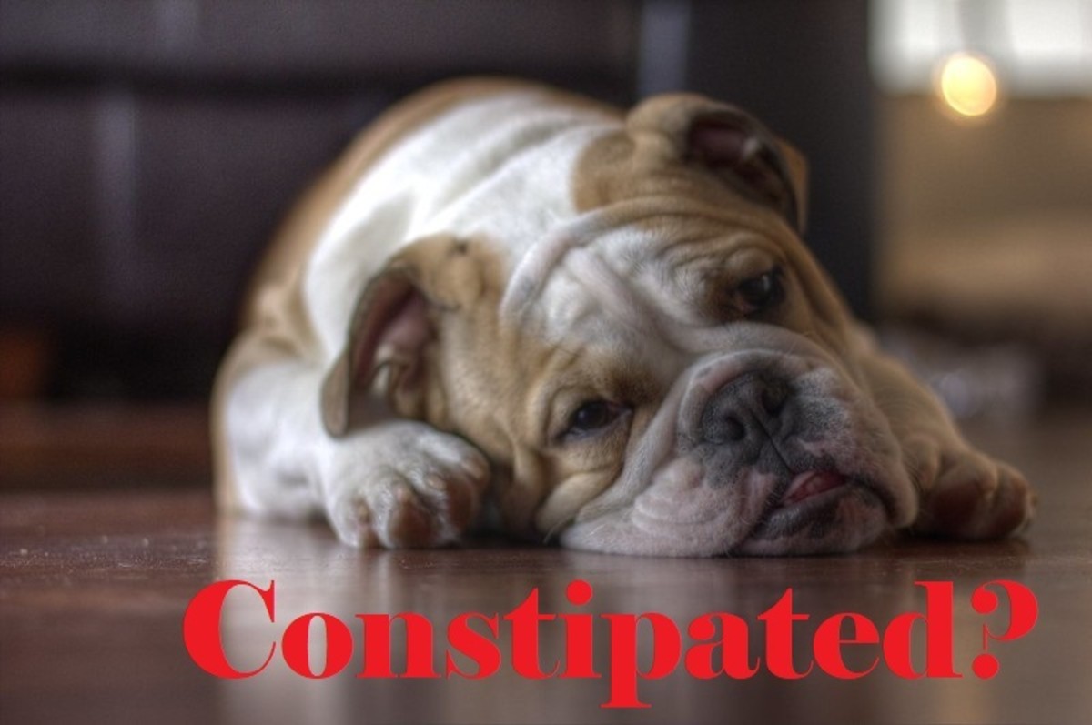 Bulldogs are the breed most likely to become constipated and sometimes can be helped without a visit to the vet.