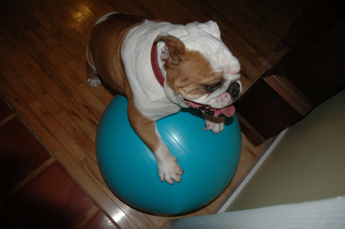 Exercise and weight loss are the best things you can do to assure that your Bulldog does not become constipated again.
