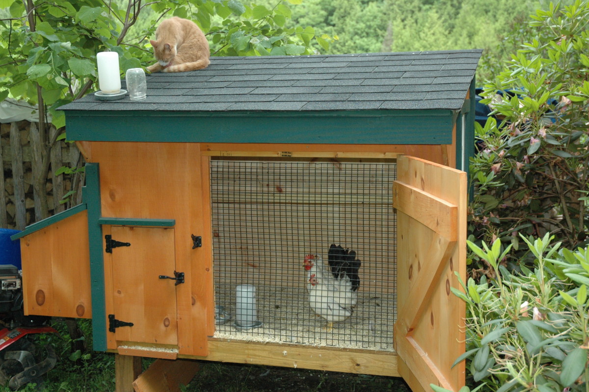 Make your own chicken coop!