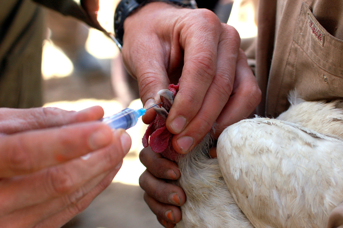 Inoculate your chicken with vaccines!