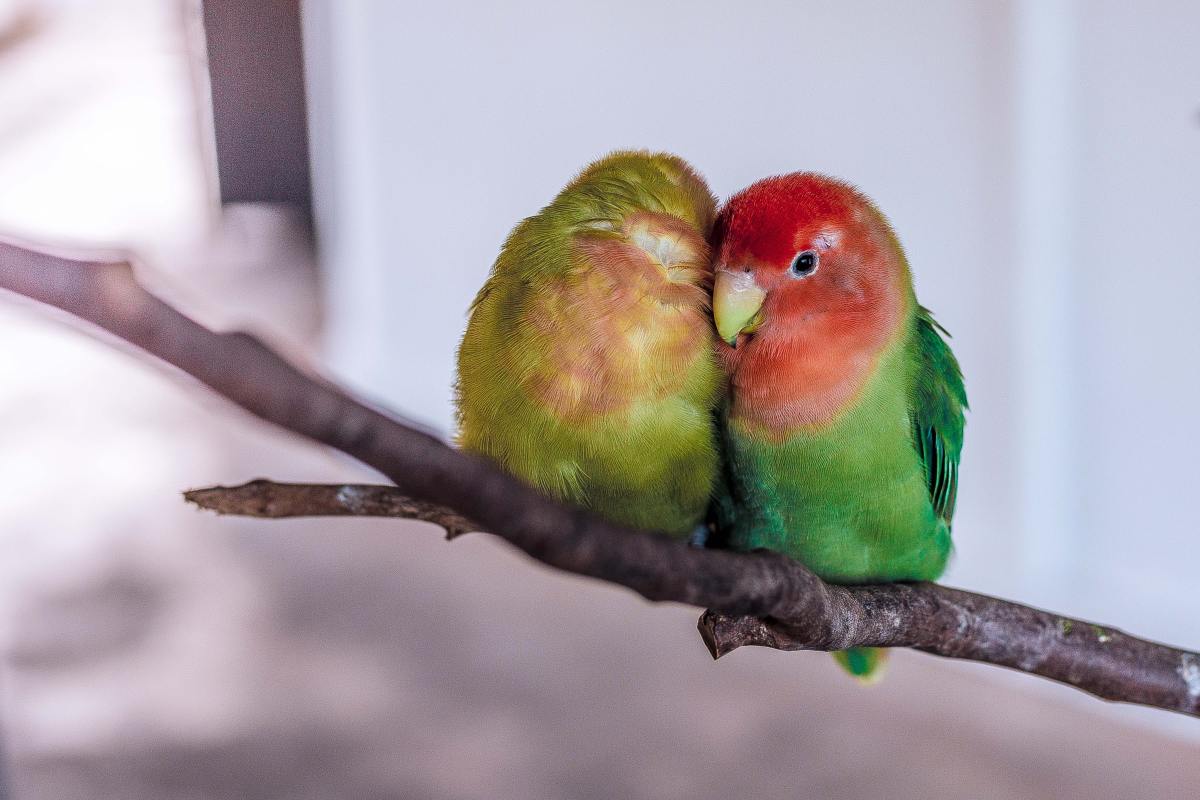 Caring for Newborn Lovebirds