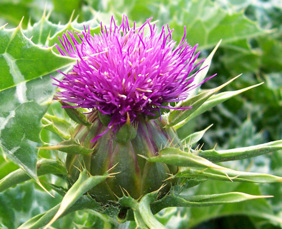Milk_thistle_flower, source Wikipedia - Which is better for you? Beer or Red Wine