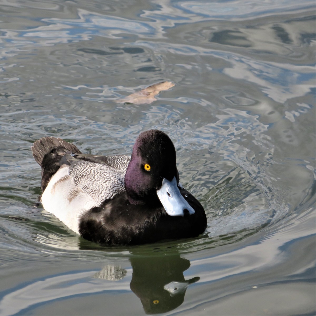 Image of a Lesser Scaup in Tom Bass Regional Park