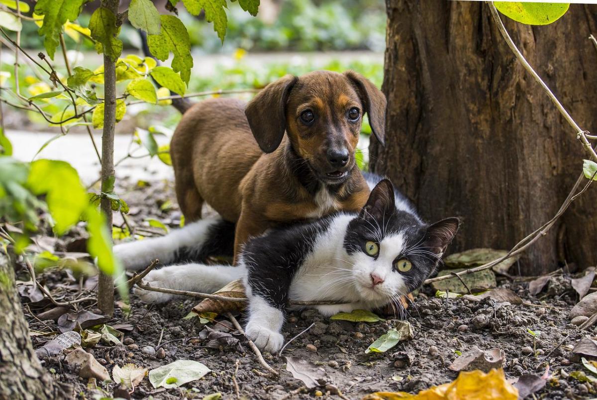 are-dachshunds-good-with-cats