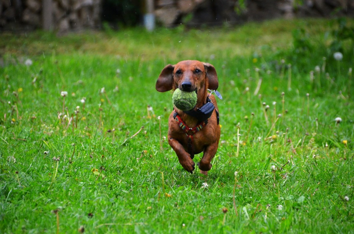 Dachsies are fun and playful dogs.