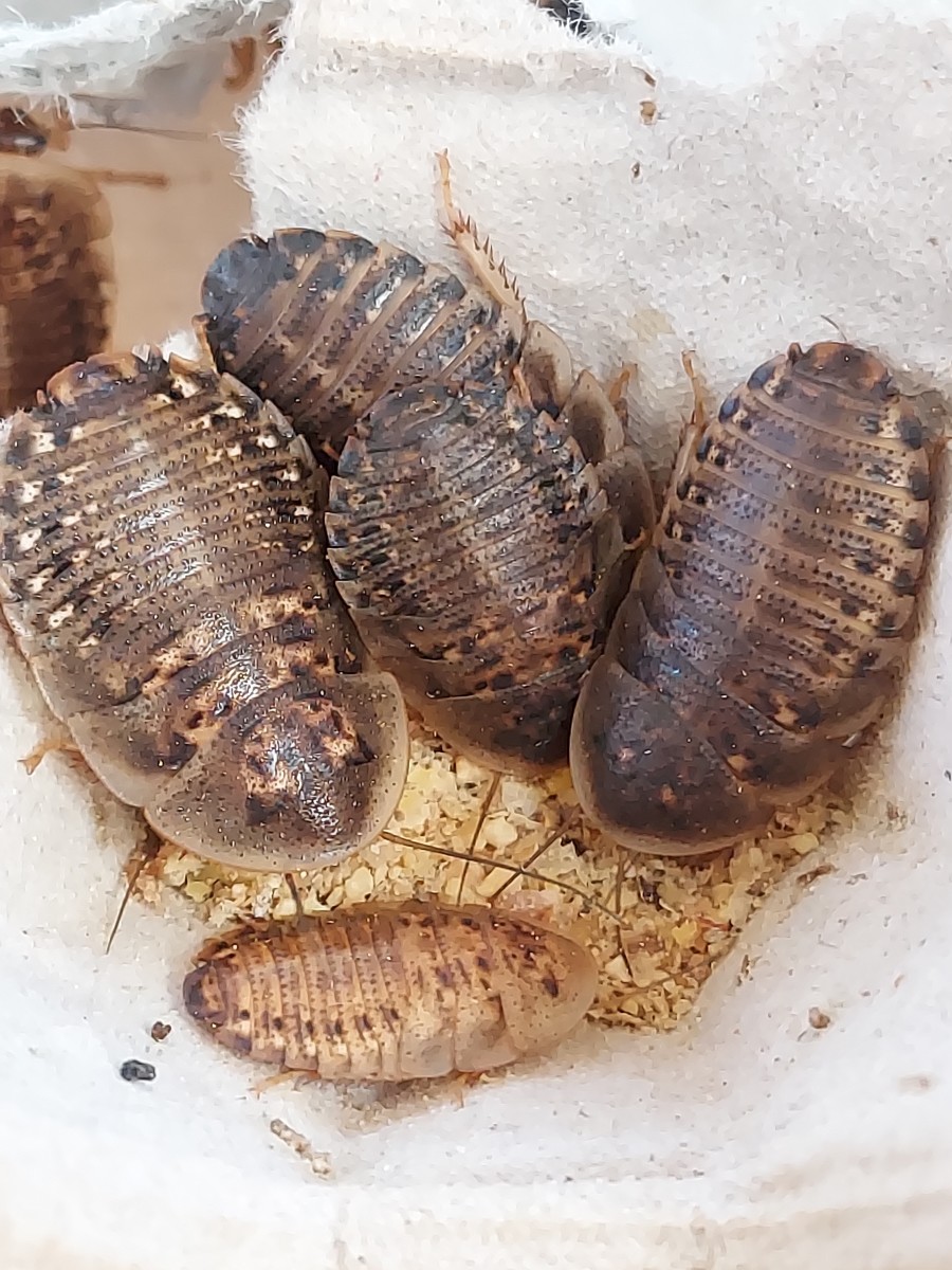 Dubia roaches are healthy feeders, easy to keep, and are incapable of jumping and flying!