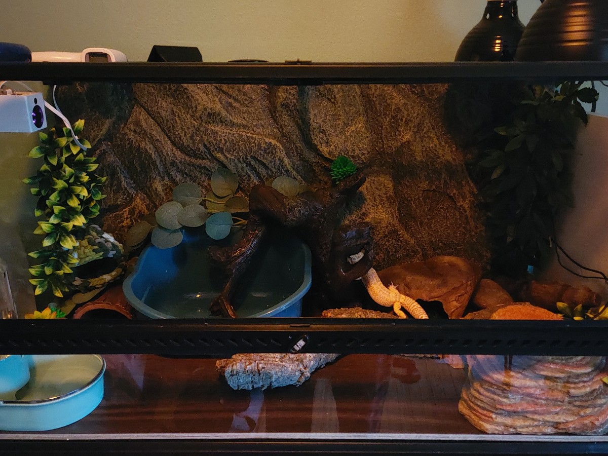A 40 gallon tank gives your leopard gecko plenty of room for hides, decor, and temperature regulation.