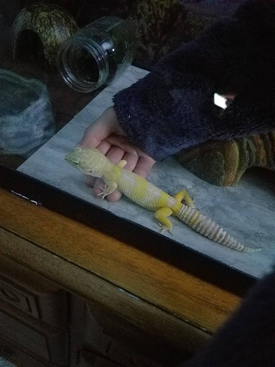 Having your hand in your gecko's tank for a few minutes each day will help acclimate them to your presence.