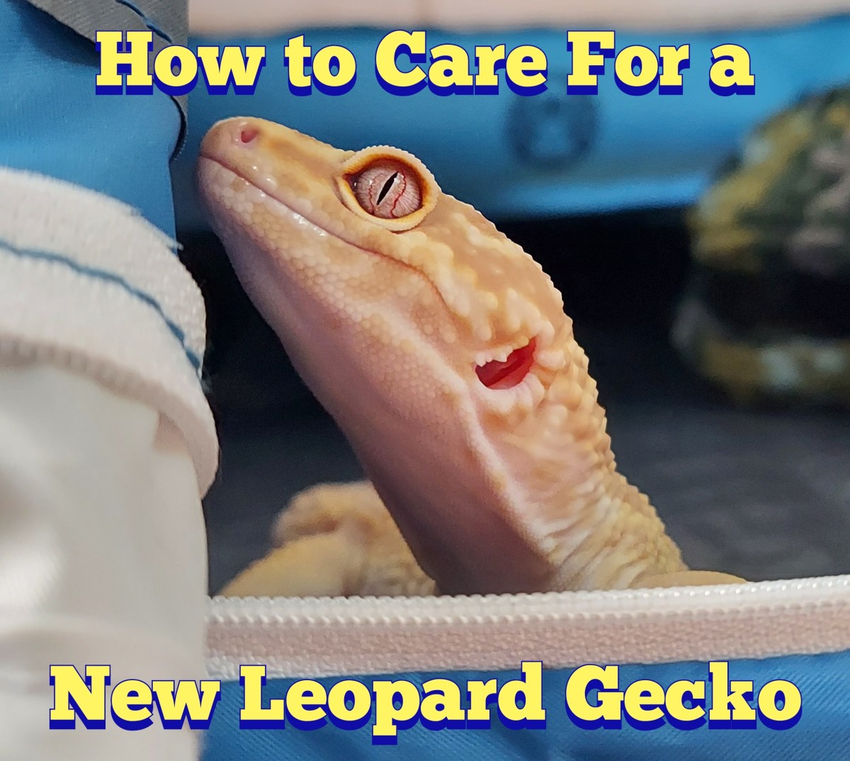 Learn how to care for your new leopard gecko, including enclosure setup, heating, live feeders, and bonding!