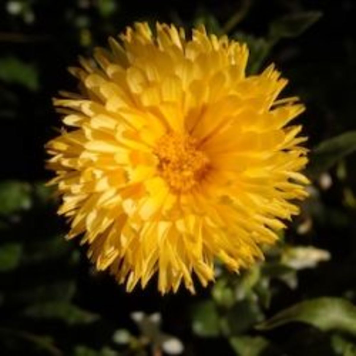 How Colorful Calendula Brightens My Gardens All Year Long