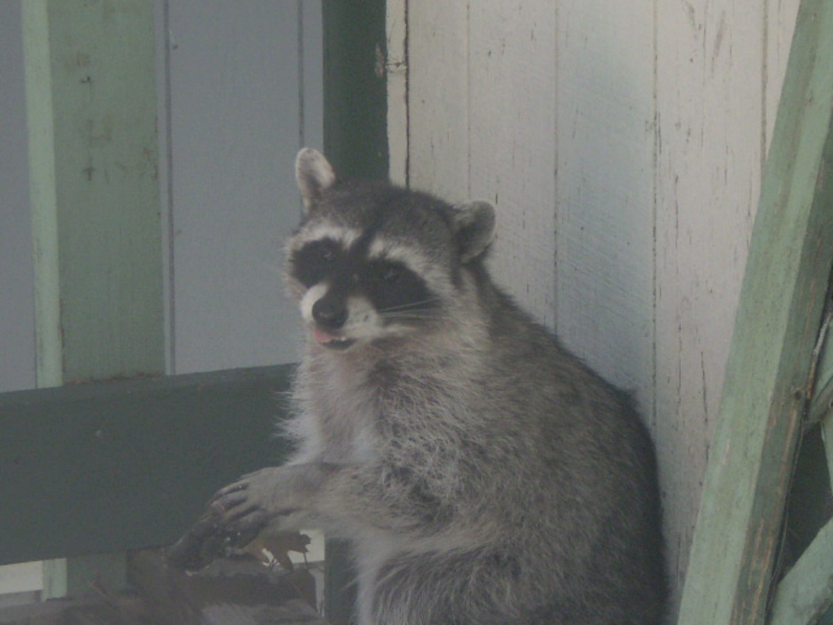 This is one of my favorite pictures of the raccoon.