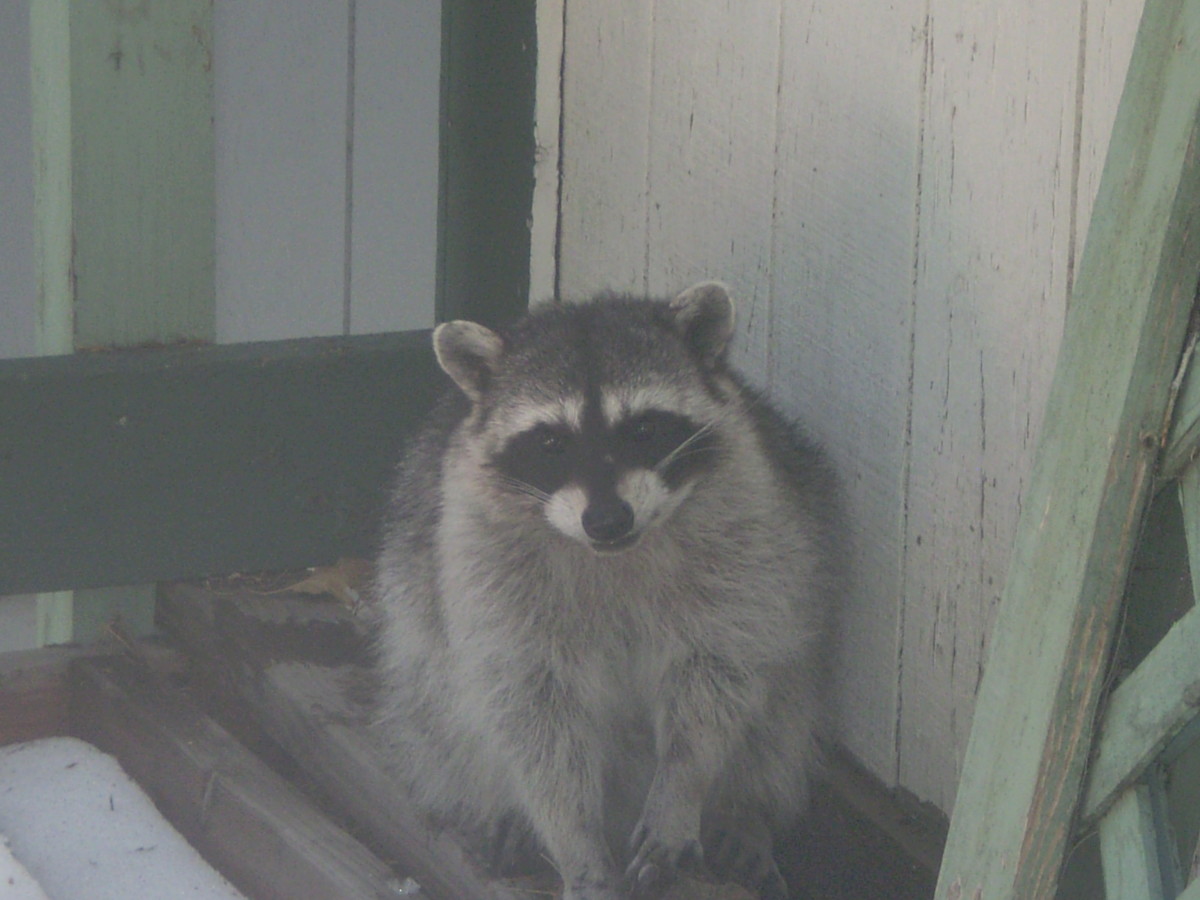 The raccoon is quite beautiful with his mask.
