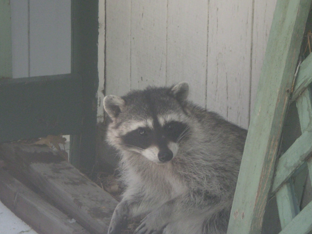 A raccoon on a deck here in the San Bernardino Mountains.
