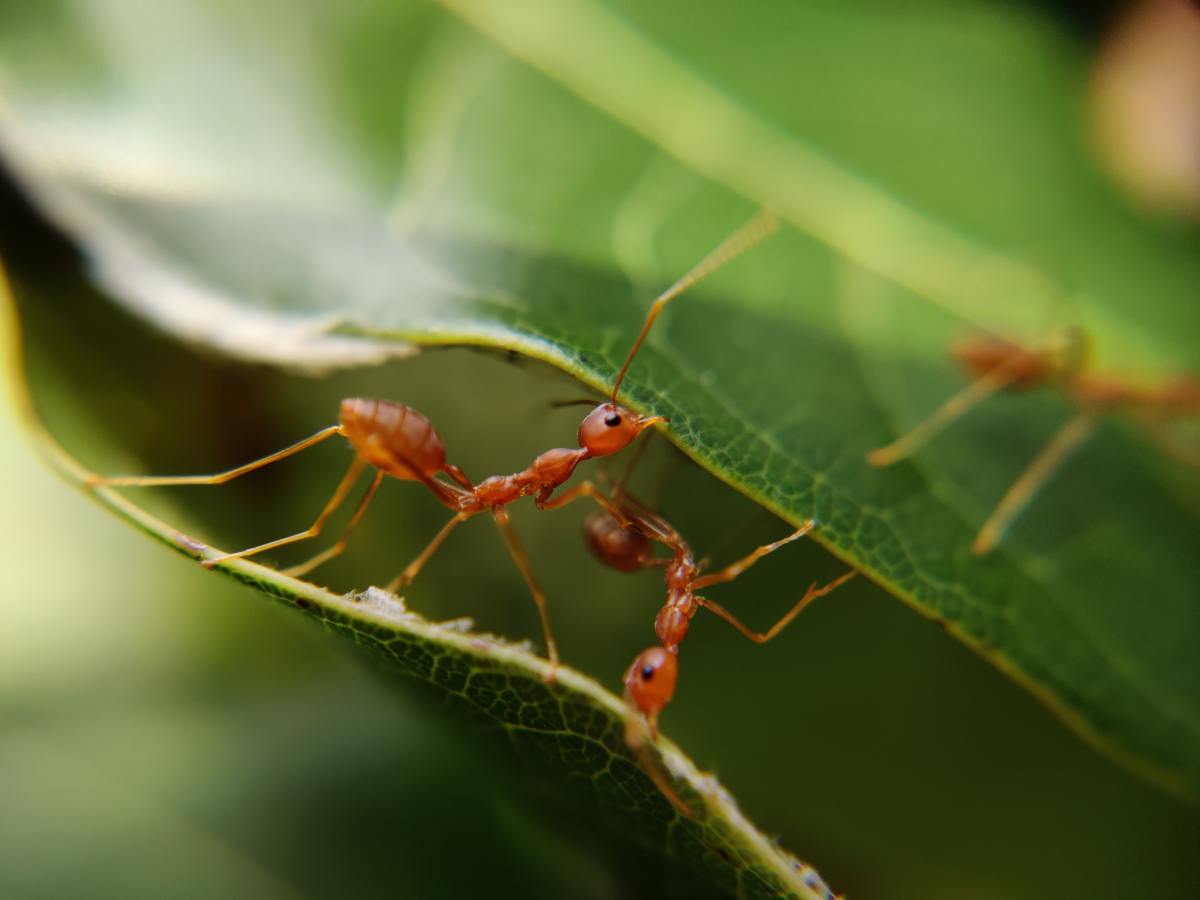 The Gospel According To Ants