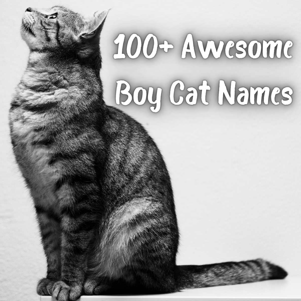 100+ Awesome Boy Cat Names