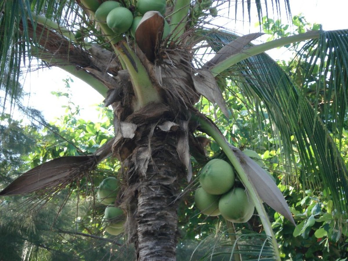Coconuts grow on the trees of the Coconut Bar