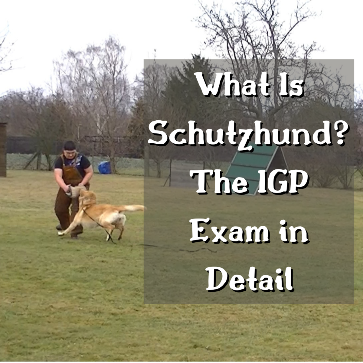 What Is Schutzhund? The IGP Exam in Detail