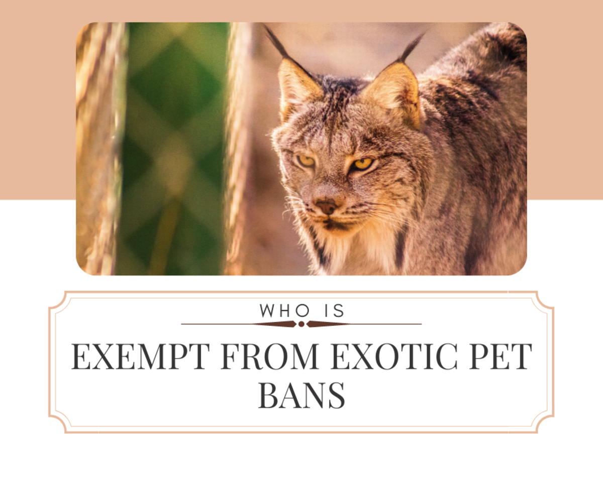 Although illegal in any other situation, which animals are exempt from the exotic pet bans and why?