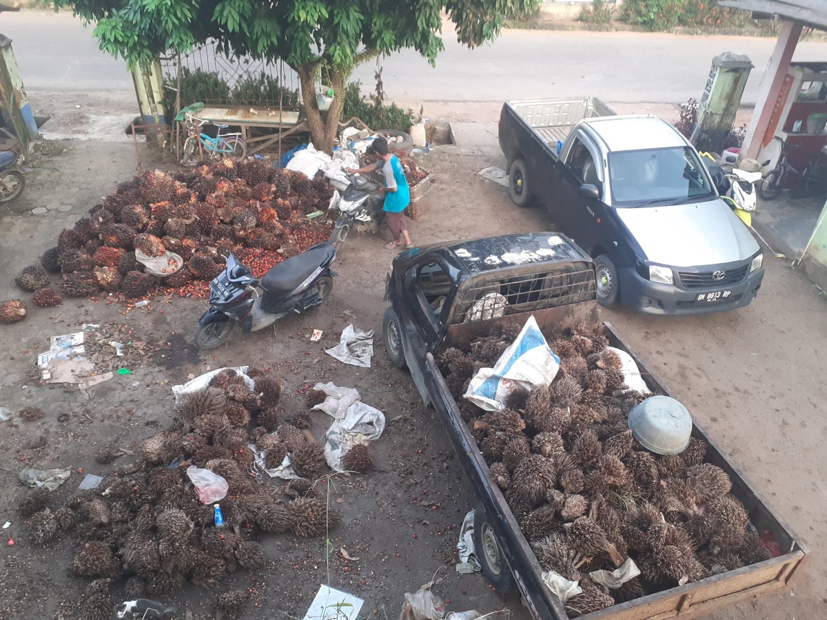 Collecting and sorting process of palm oil fruits after harvesting by one of local residents in front of a home before being transported to the processing plant