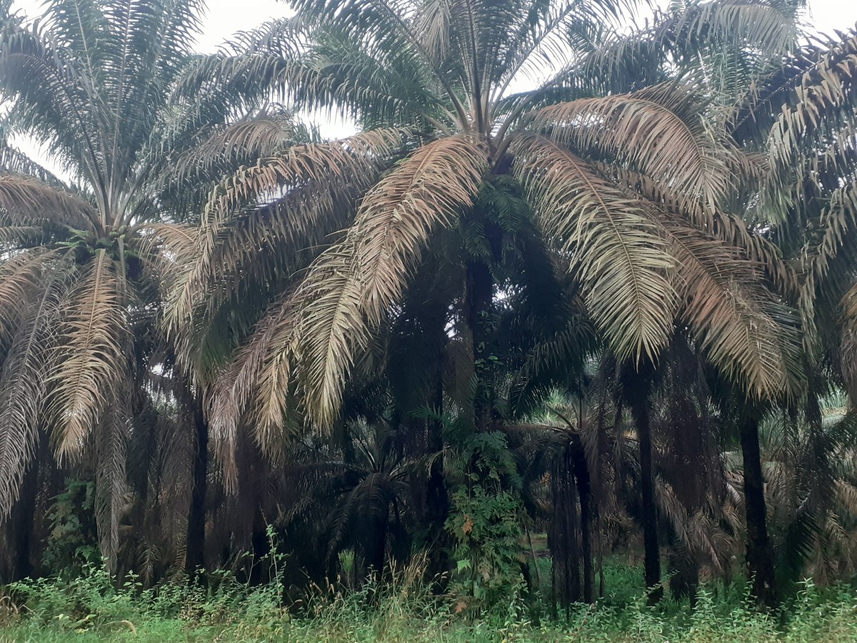Palm oil trees in one of the provinces in Indonesia