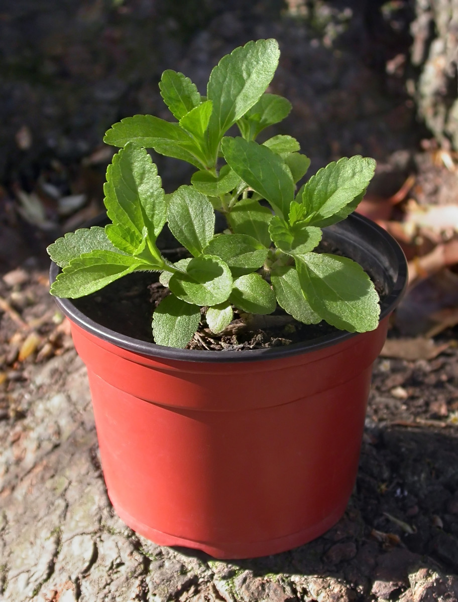 growing-potted-vegetables
