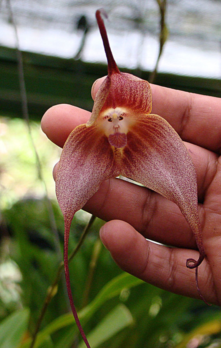 how-to-care-for-your-monkey-faced-dracula-orchids-the-complete-guide
