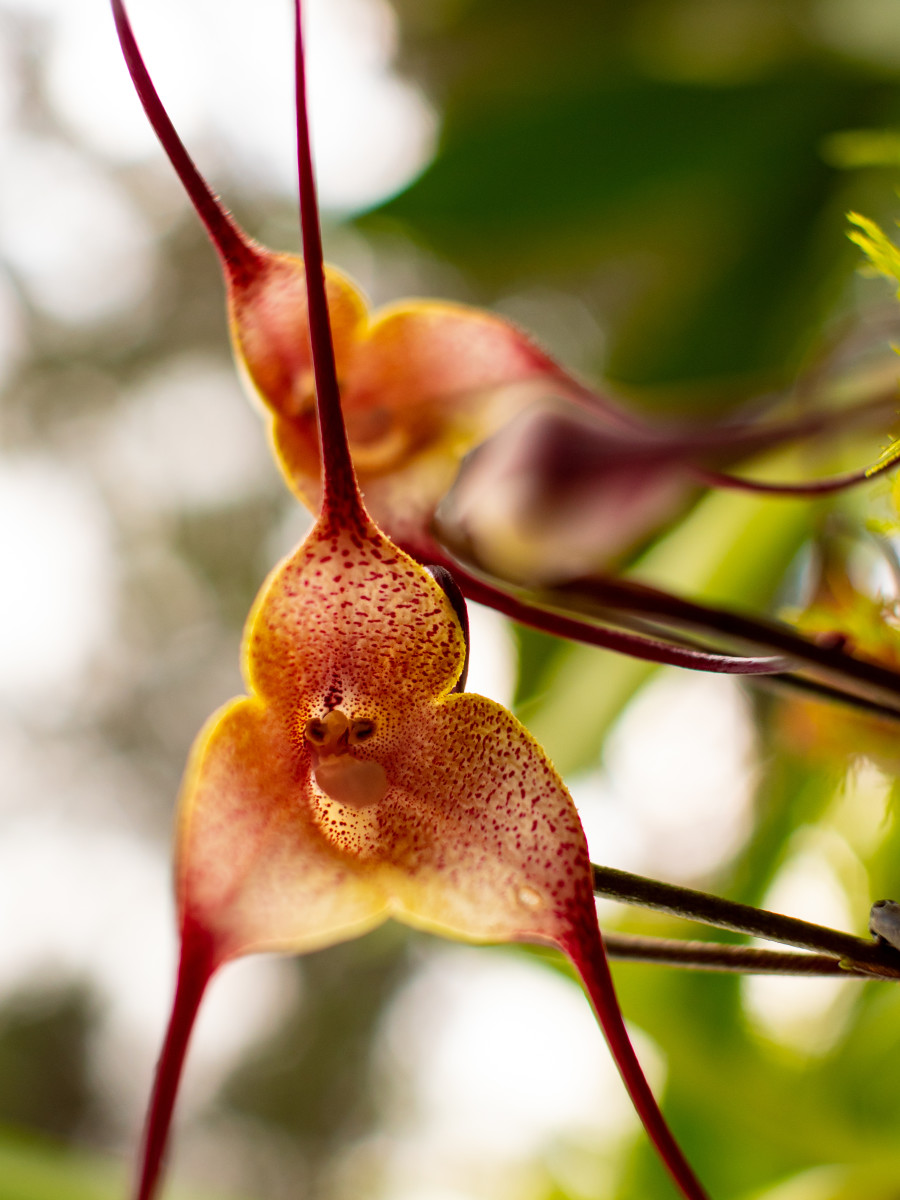 How to Care for Your Monkey Faced Dracula Orchids