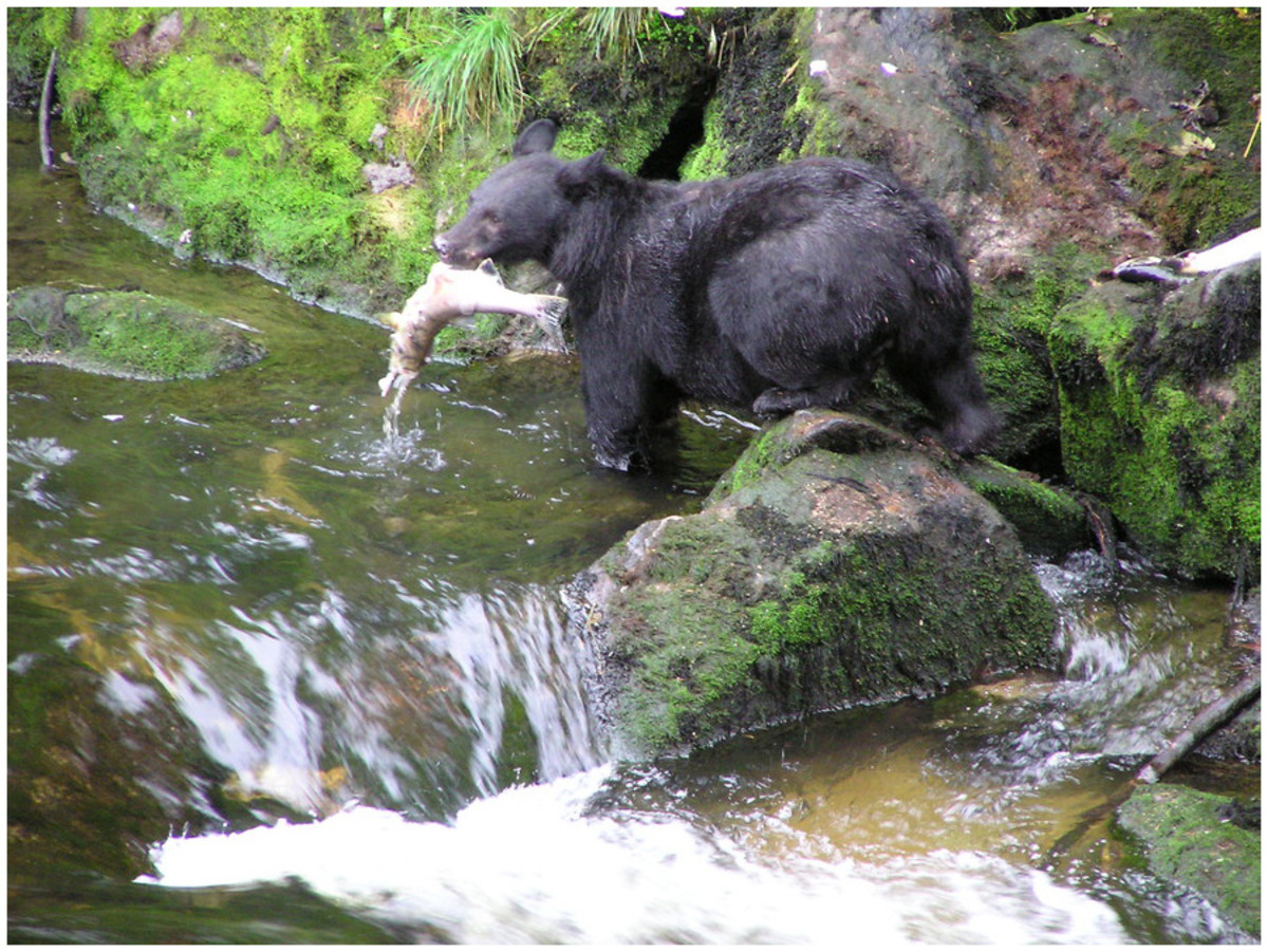This black bear was spotted at Balls Lake on the Prince of Wales Island in Alaska. the fourth largest island in the United States.  It is about 45 miles wide and 140 miles long and offers a multitude of wildlife to view.