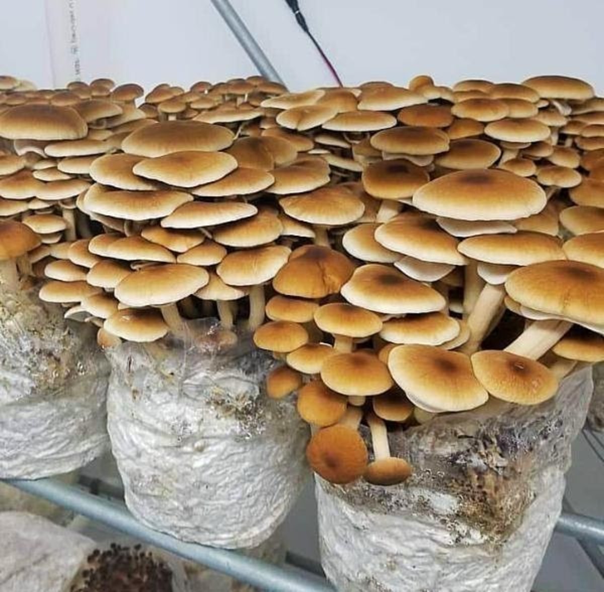 Mushroom Production Farming