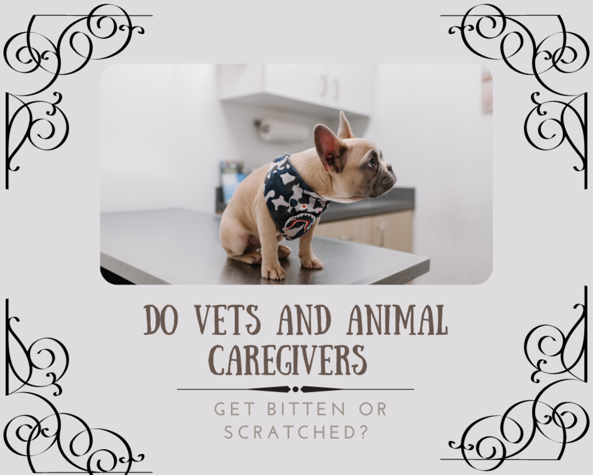 Do vets or animal caregivers ever get bitten or scratched? What happens if they do?
