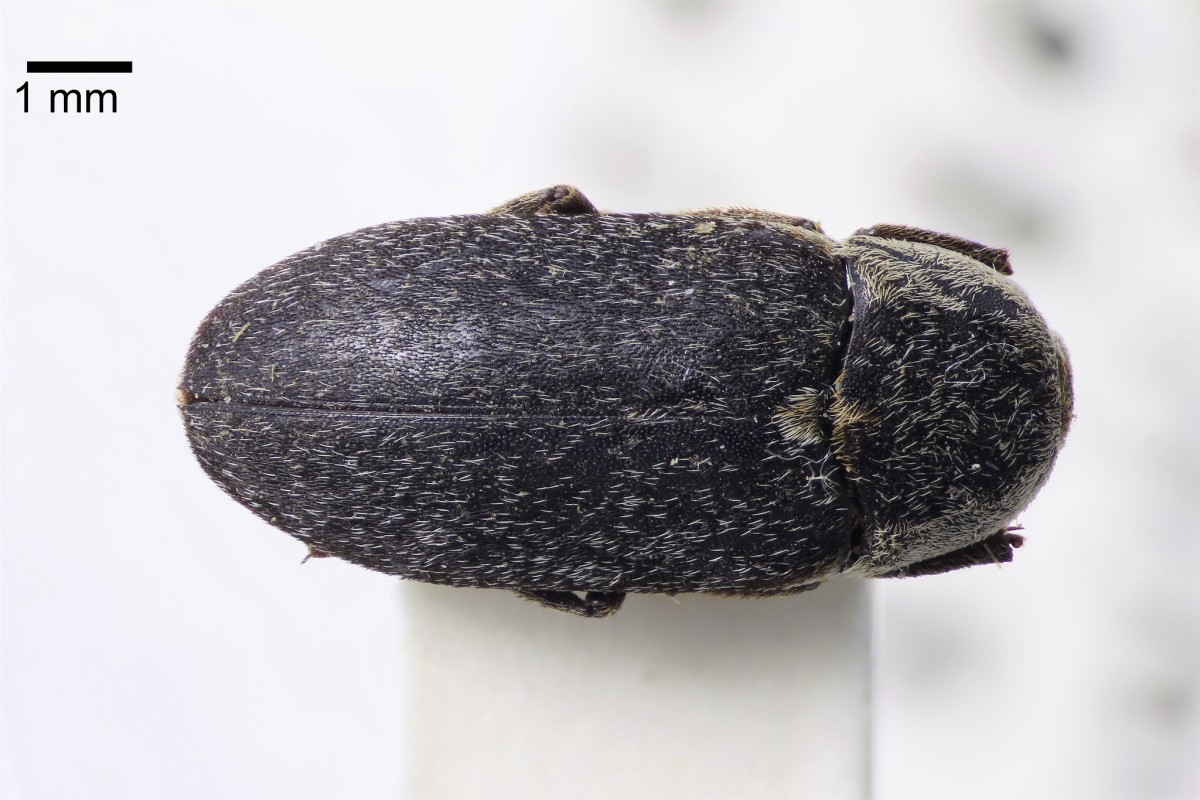 A preserved Dermestes maculatus, also known as the flesh-eating beetle and the hide beetle