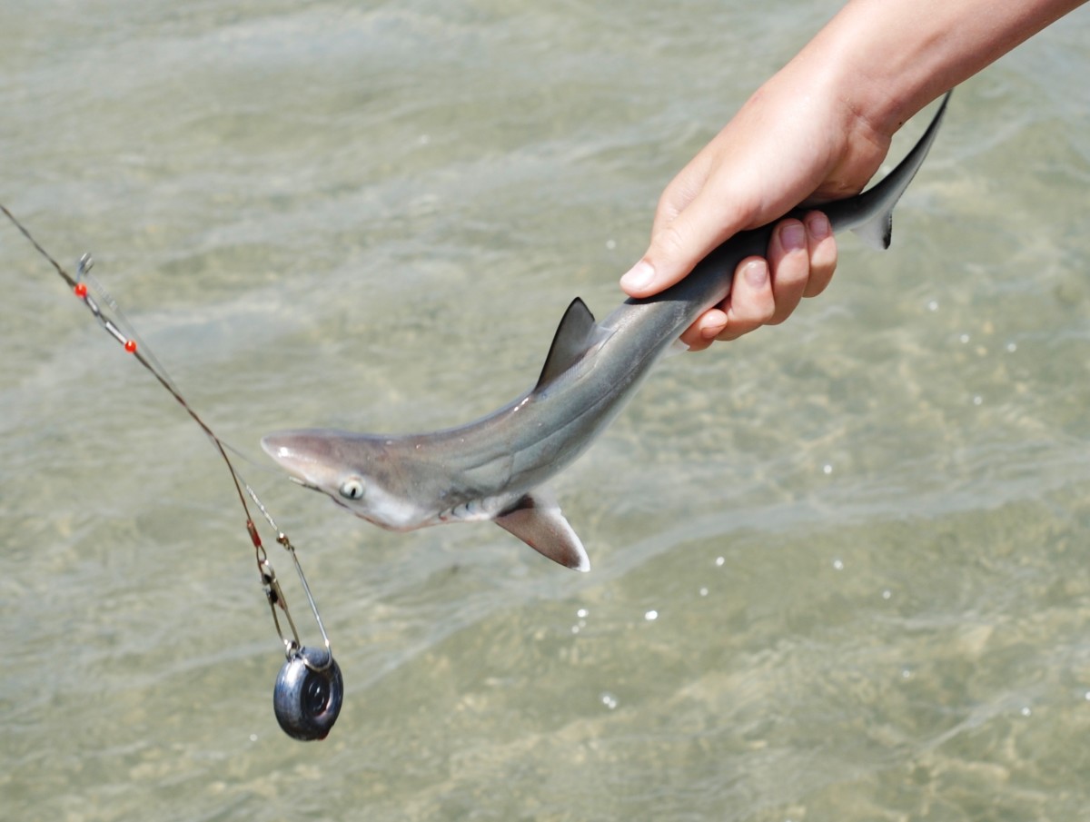 A baby shark is caught off the shores of North Carolina.