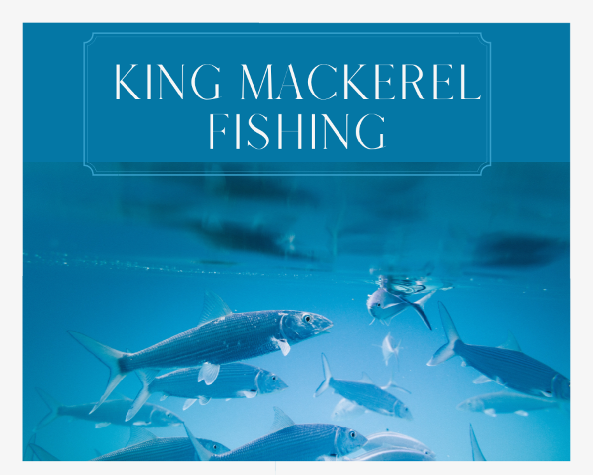 Learn all you need to about king mackerel fishing. 