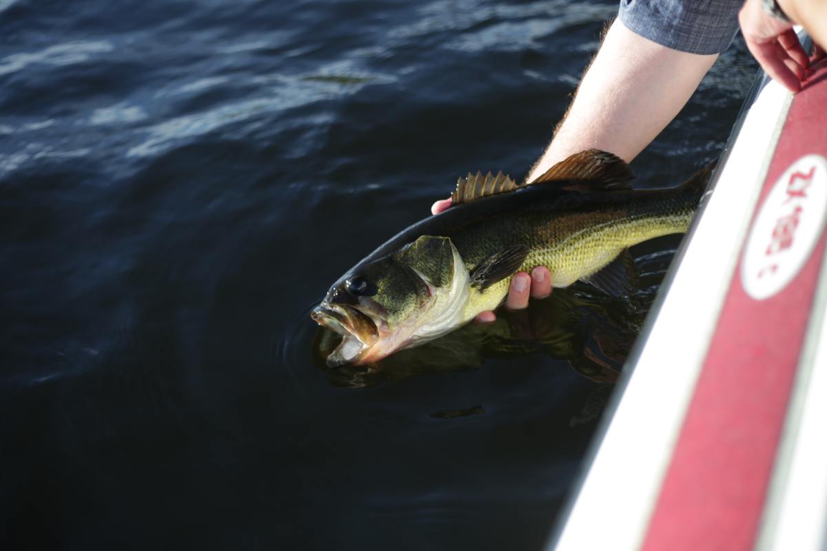 With the right equipment, anyone can catch a big bass!