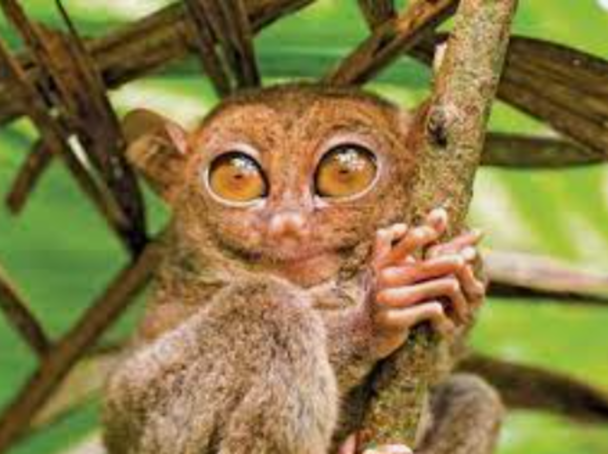 international-tarsier-day