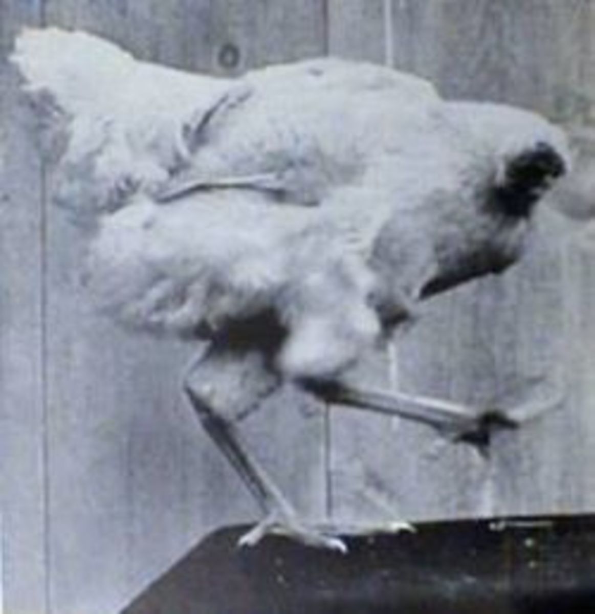 The Strange Tale of Mike the Headless Chicken