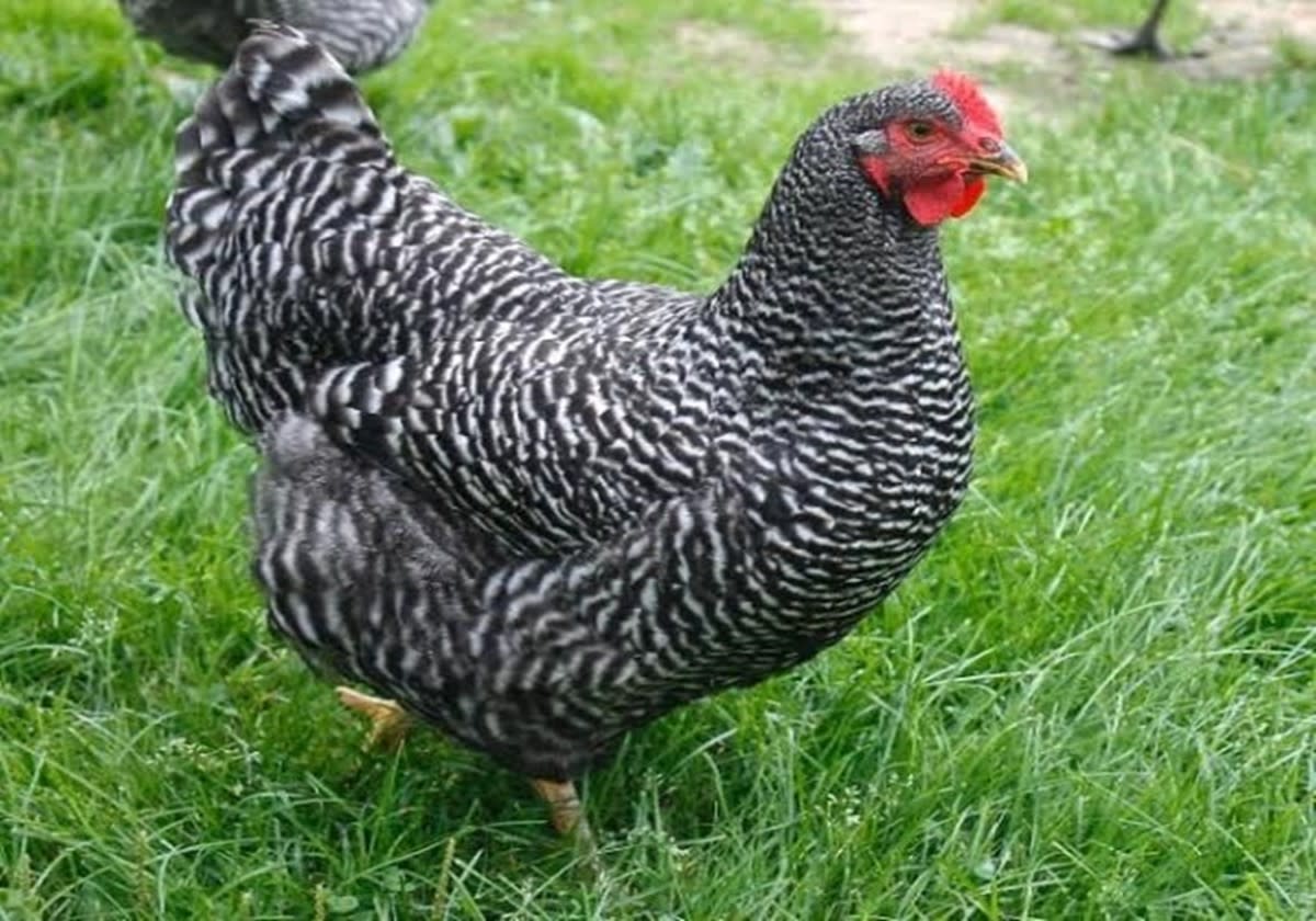 Kuroiler Chicken Farming
