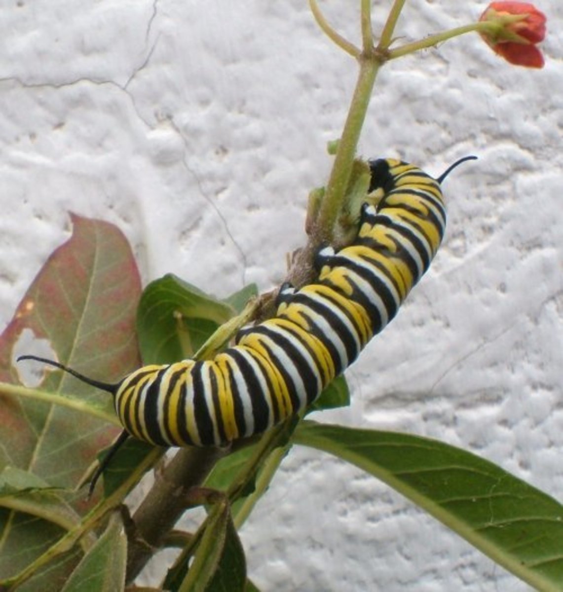 Dangers to the monarch butterfly and how to grow milkweed plants as food for monarch butterfly caterpillars