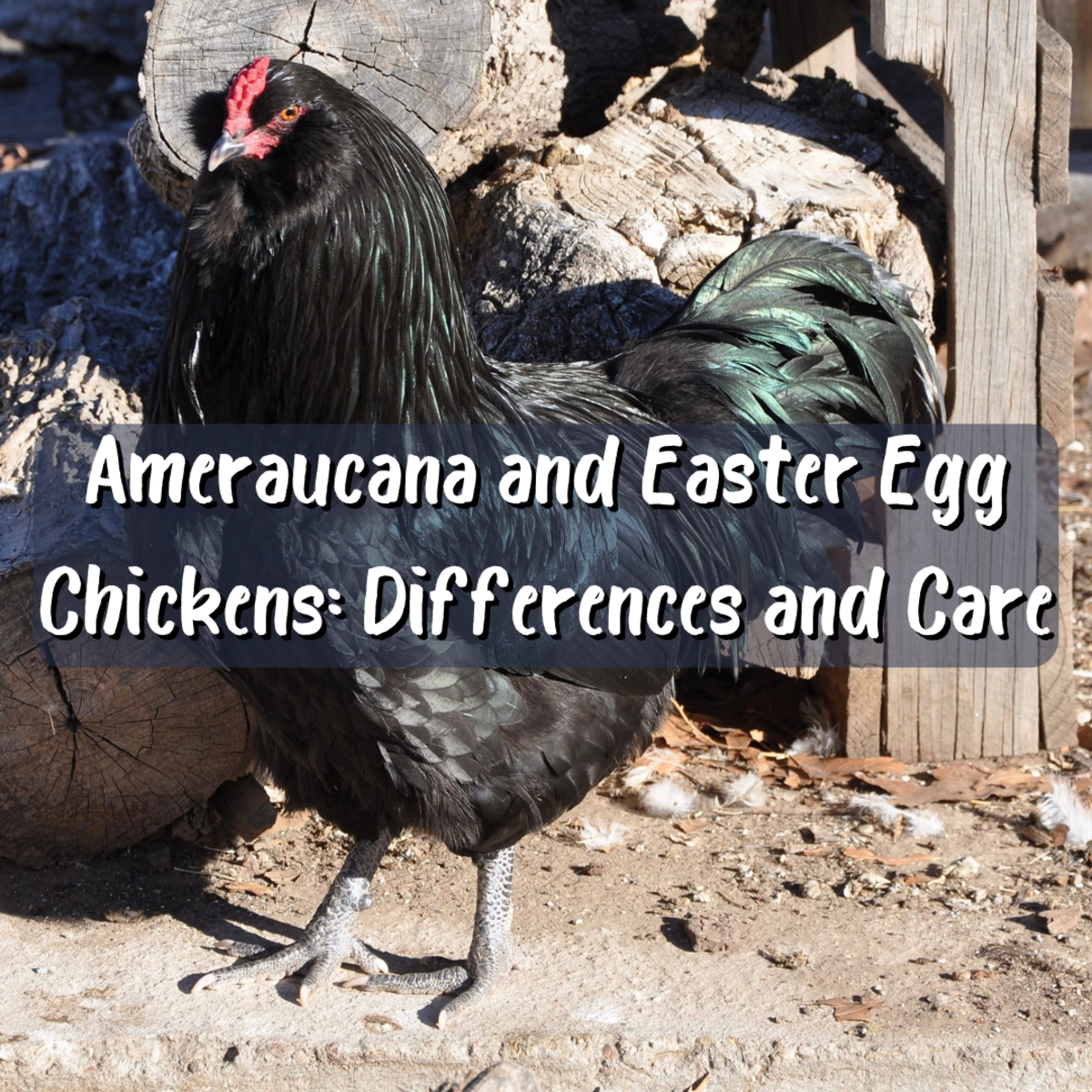 Read Ameraucana or Americana Chickens and how they differ from Easter Egg chickens. Also, learn about Ameraucana care. Pictured above is a Black Ameraucana rooster.
