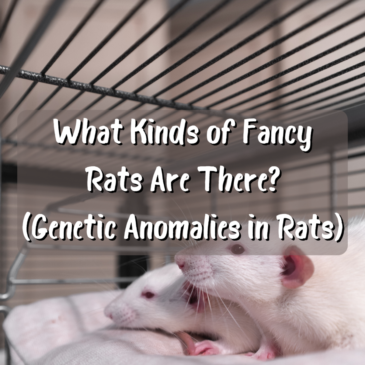 What Kinds of Fancy Rats Are There? (Genetic Anomalies in Rats)