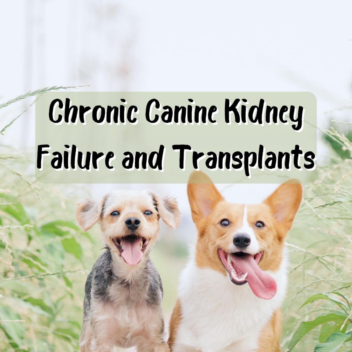 If my dog develops chronic kidney failure, will he need a transplant? Read on to learn the answer, as well as further info on what causes kidney disease in dogs. Retired vet Cathy Alinovi illuminates dog owners' many questions in this interview.