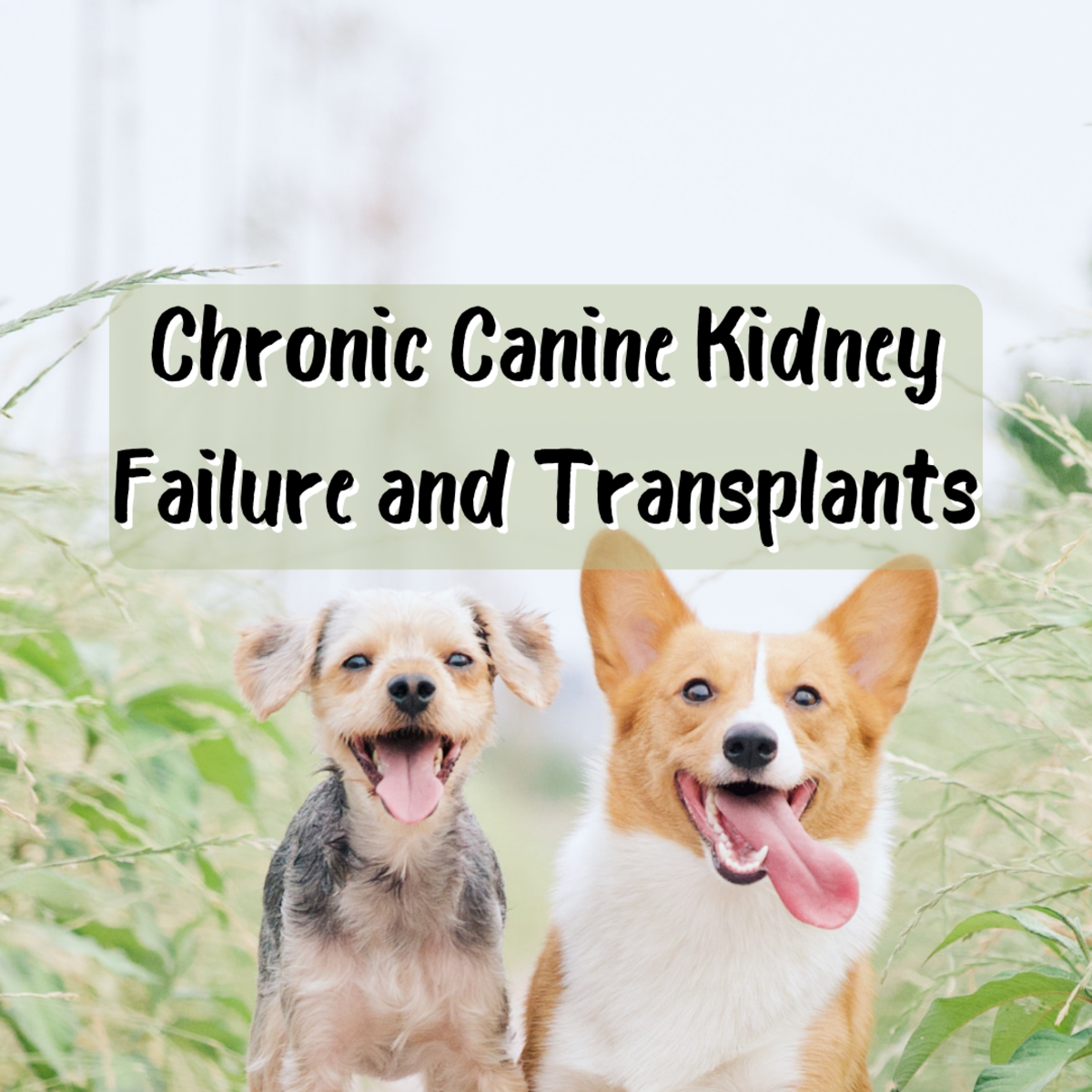 How Do I Know If My Dog Has Kidney Failure