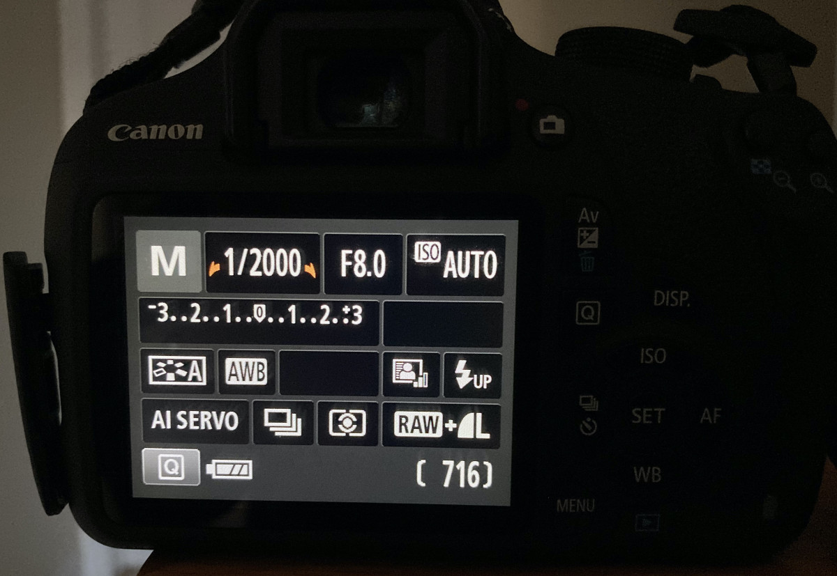 Easy Guide to Taking Photos of Birds in Flight